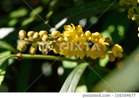 Hosoba holly flowers 108384677