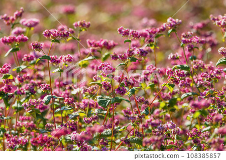 Autumn red soba field 108385857