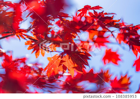 [Autumn leaves material] Autumn leaves of maple trees and blue sky in Norikura Highlands [Nagano Prefecture] 108385953