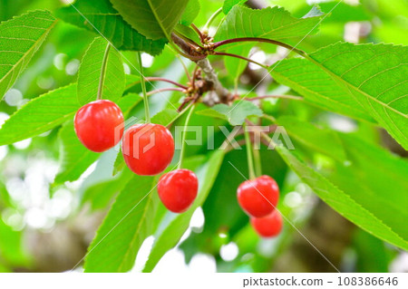 Cherry Cherry 108386646