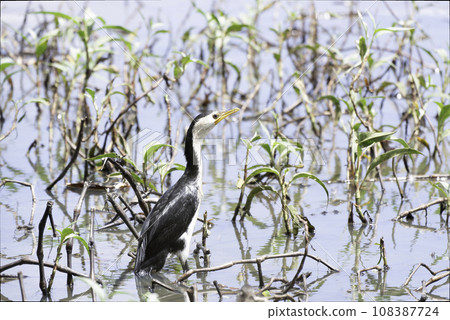 Affiliation 108387724