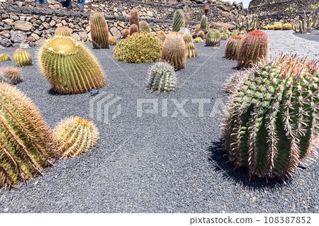 Different cacti in a garden on the Canary Island of Lanzarote 108387852