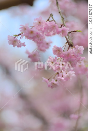 Blue sky and cherry blossoms 108387957