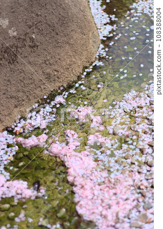 落下的櫻花花瓣流過水道 落下的櫻花花瓣流過水道 108388004