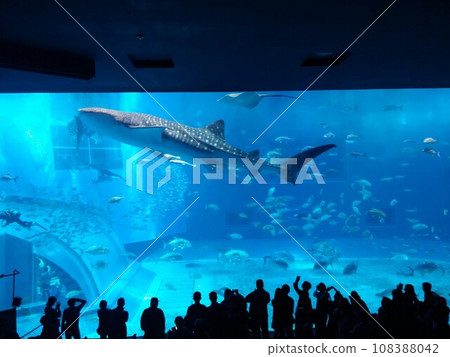 水族館的大坦克 水族館的大坦克 108388042