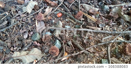 Acorns are falling 108388083