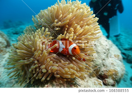 Clown anemonefish Clown anemonefish 108388555