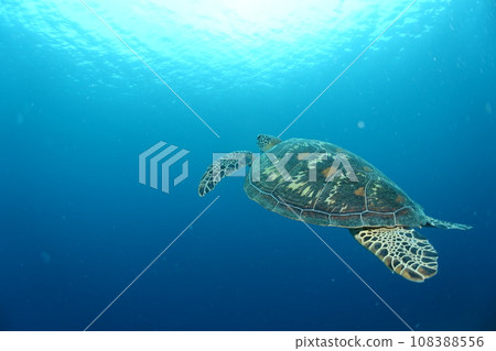 綠海龜 綠海龜 108388556