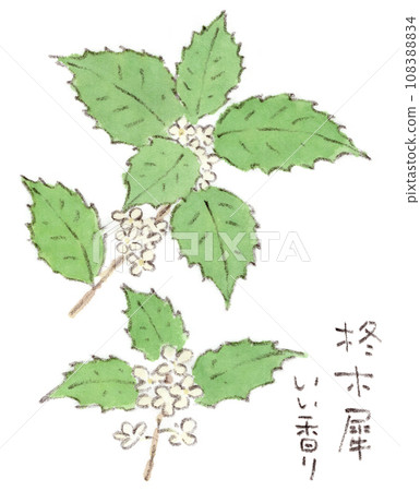 Autumn flowers, watercolor illustration of white and neat holly oleracea flowers 108388834