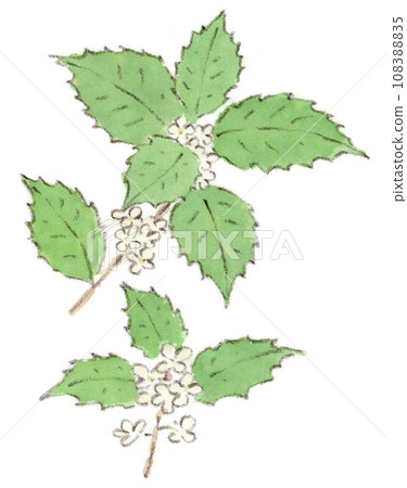 Autumn flowers, watercolor illustration of white and neat holly oleracea flowers 108388835