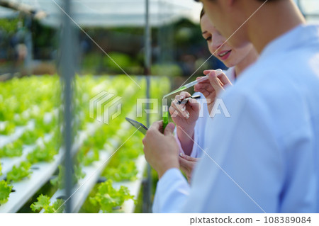 Woman Farmer harvesting vegetable and audit quality from hydroponics farm. Organic fresh vegetable, Farmer working with hydroponic vegetables garden harvesting, small business concepts 108389084