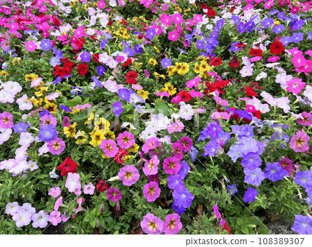 Floral panel flowers orange roses many colors multicolor floral background panel purple, Kaunas, Lithuania Floral panel flowers orange roses many colors multicolor floral background panel purple, Kaunas, Lithuania 108389307
