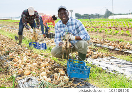 Cheerful african american worker harvesting onions on vegetable farm field 108389308