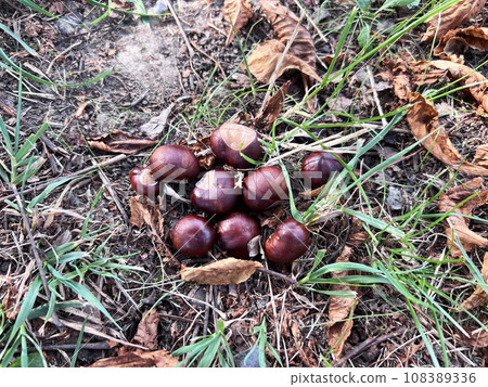chestnut fruits in shell and green leaves on ground chestnut fruits in shell and green leaves on ground 108389336