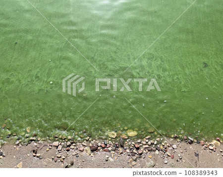 Green water in Kauno marios, Lithuania Green water in Kauno marios, Lithuania 108389343