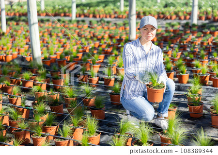 Woman farmer inspects a decorative feather grass 108389344