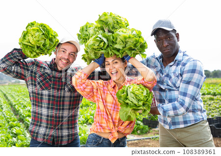 Cheerful farmers posing with lettuce on field 108389361