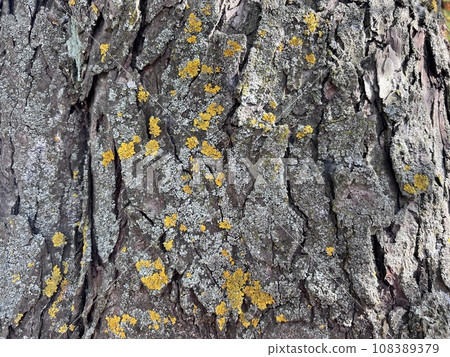 Natural Forest Tree bark background  Natural Forest Tree bark background  108389379