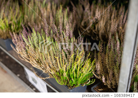 Common heather in pots at plant store Common heather in pots at plant store 108389417