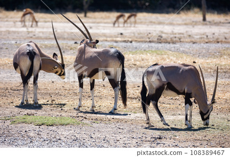 Some oryx gazelles feeding together in safari 108389467