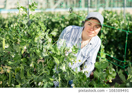 Woman horticulturist maintaining garden in hothouse 108389491