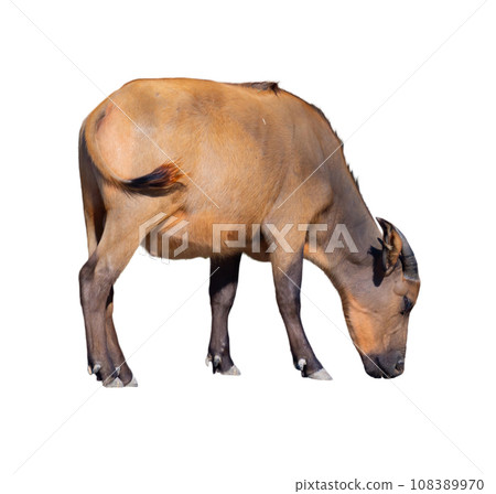 African forest buffalo grazing in pasture African forest buffalo grazing in pasture 108389970