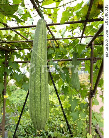 Cultivation of loofah 108390039
