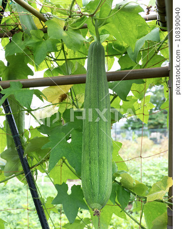 Cultivation of loofah 108390040