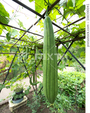 Cultivation of loofah 108390041