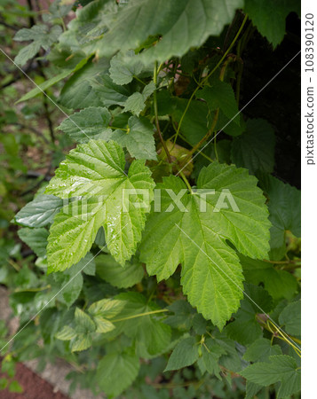 hop leaves hop leaves 108390120