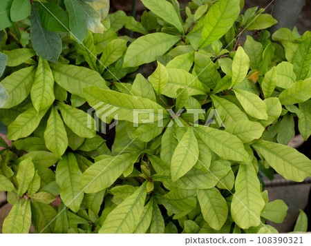 Miracle fruit Miracle fruit 108390321