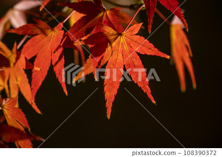 東寺寺秋葉 東寺寺秋葉 108390372