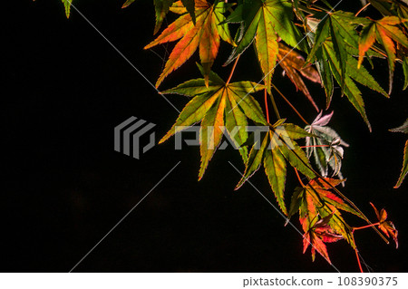 Toji Temple Autumn leaves 108390375