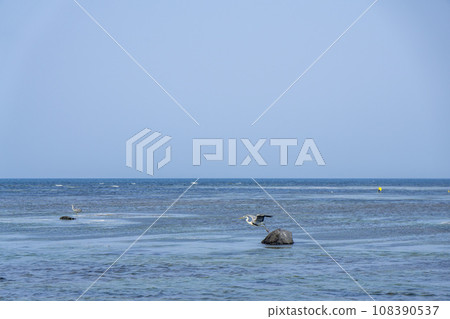 A wild bird about to fly away from a rock sticking out of the sea surface A wild bird about to fly away from a rock sticking out of the sea surface 108390537