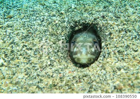魚從沙子裡探出頭來 108390550