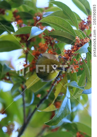 來到桂花的繡眼鳥 108390893