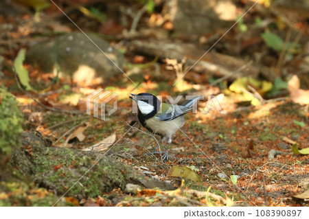 A carpet of Osmanthus petals and a great tit 108390897