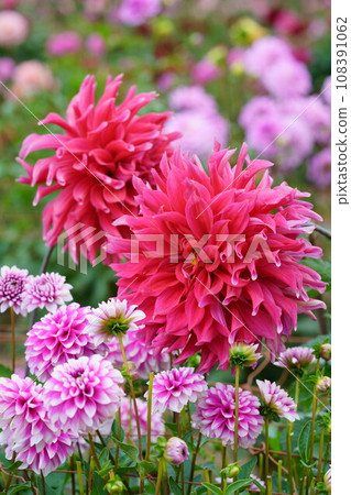 達莉亞生剝鬼美麗與新世界 108391062