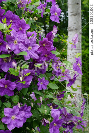Birch and purple clematis Birch and purple clematis 108391068