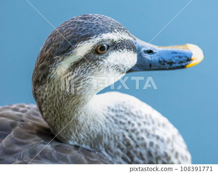 斑嘴鴨游泳的特寫 108391771