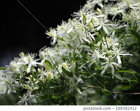 Senninso Senninso 108392412