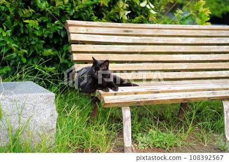 A three-eyed boss cat relaxing on a bench 108392567