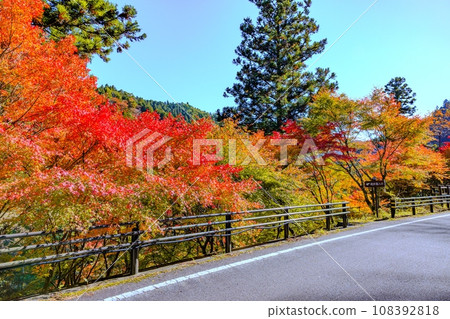 Autumn leaves of Oiidaira Park Autumn leaves of Oiidaira Park 108392818