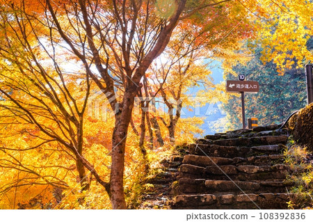 Autumn leaves of Oiidaira Park 108392836