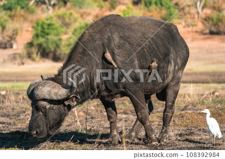 Wild animal buffalo seen on African safari tour 108392984