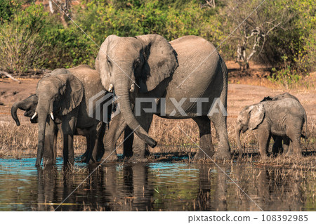 A herd of wild elephants seen on a safari tour in Africa A herd of wild elephants seen on a safari tour in Africa 108392985