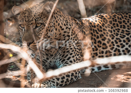 非洲野生動物之旅中看到的野生動物豹 108392988
