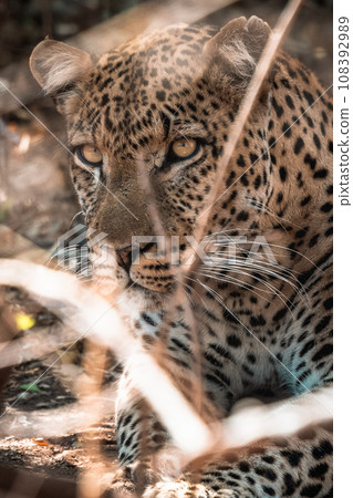 Wild animal leopard seen on African safari tour Wild animal leopard seen on African safari tour 108392989