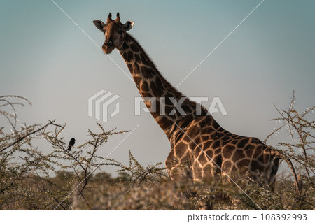非洲野生動物之旅中看到的野生動物長頸鹿 108392993