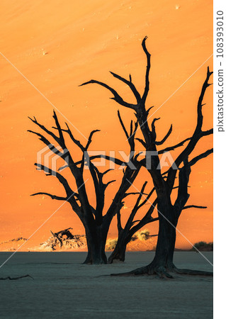 南部非洲納米比亞納米布沙漠 Deadvlei 的晨景 南部非洲納米比亞納米布沙漠 Deadvlei 的晨景 108393010